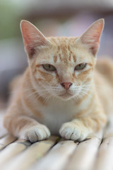 portrait of a cat, cat lying on the table