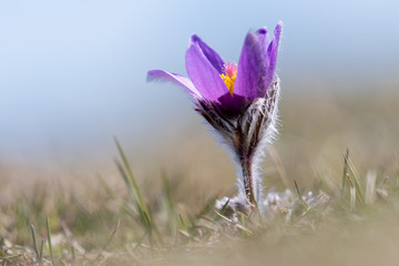 Pulsating anemones in the Vercors mountains, France