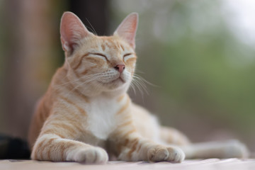 Fototapeta premium portrait of a cat, cat lying on the table