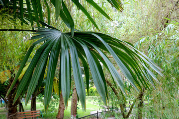  Closeup of green leaves of palm tree. Green palm leaf on the background of trees in the garden.