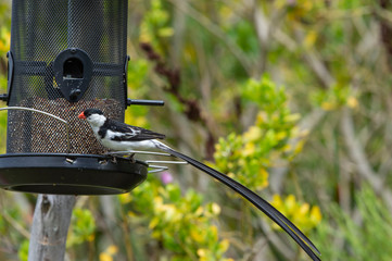Pin-tailed whydah or Vidua macroura