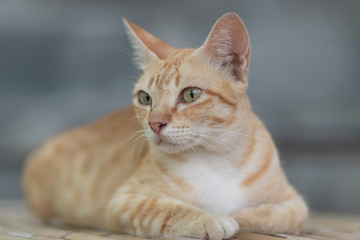 Obraz premium portret kota, kota leżącego na stole