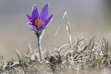 Pulsating anemones in the Vercors mountains, France