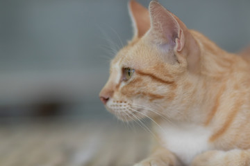 portrait of a cat, cat lying on the table