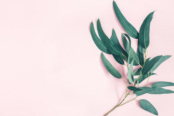 Flowers composition. Eucalyptus leaves on pastel pink background. Flat lay, top view, copy space