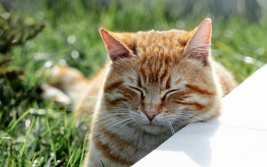 Funny lazy red cat resting on the grass.