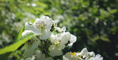 White flowers of June.