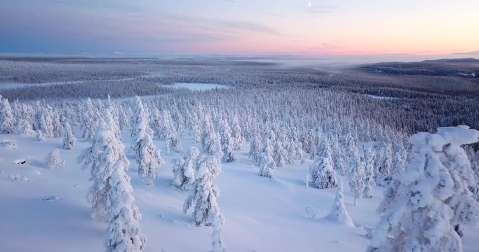 Aerial, drone shot, over a man cross country skiing, between snow covered, tykkylumi trees, on a tunturi mountain, colorful dusk, on a winter day, polar night, in Salla, Lapland, Finland