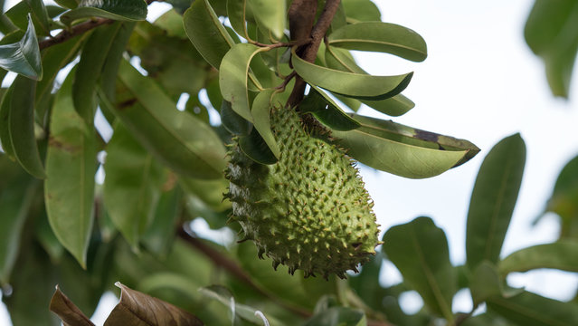 Corossol, fruit, jardin cr&eacute;ole, La R&eacute;union