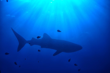 Naklejka premium whale shark scene landscape / abstract underwater big sea fish, adventure, diving, snorkeling