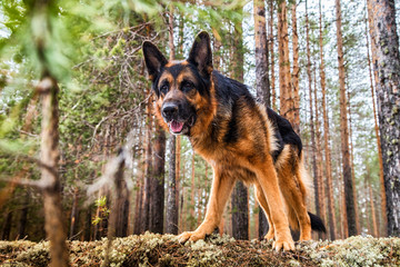 Dog German Shepherd in the forest in an early spring