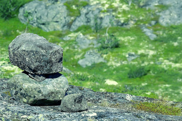 landscape tundra / summer landscape in the north tundra, moss, ecosystem