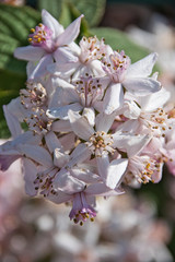 Wei&szlig;e Bl&uuml;ten