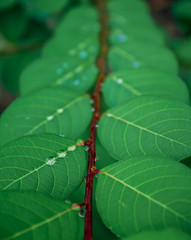 Water drops on leaves