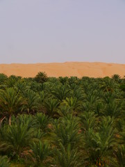 Fototapeta na wymiar background of an oasis with palm trees in the front and desert in the back, vertical shot