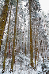 Fototapeta premium Snow covered trees in a winter forest. Tall trunks of pine trees