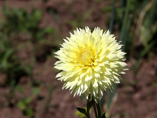 Blooming yellow dahlia in the garden. Dahlia is a genus of bushy, tuberous, herbaceous perennial...
