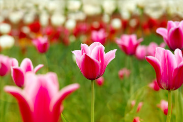 Pink tulip in the middle of the field. Colorful flowers tulips in spring. Flowers in nature. Tulips close up. Floral design for wallpaper or calendar.