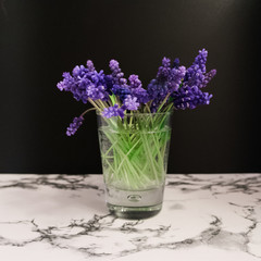 Bouquet of blue Muscari. Spring flowers. Black and marble background