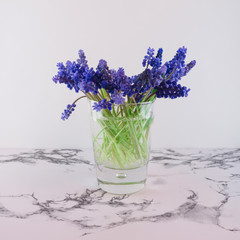 Bouquet of blue Muscari. Spring flowers. White and marble background