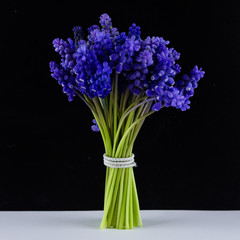 Bouquet of blue Muscari. Spring flowers. Black and white background.