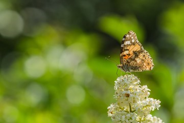 Colorful painted lady butterfly sitting on white bloom of common privet growing in a garden on a hot sunny spring day. Green blurry background making a bokeh.