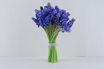 Bouquet of blue Muscari. Spring flowers. White background