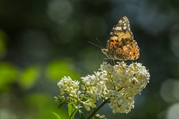 Colorful painted lady butterfly sitting on white bloom of common privet growing in a garden on a hot sunny spring day. Dark blue and green blurry background.