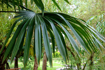 Plakat Closeup of green leaves of palm tree. Green palm leaf on the background of trees in the garden.