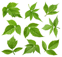 Raspberries leaves isolated on a white background