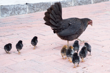 Brown chicken and little chickens walking on the street in the evening