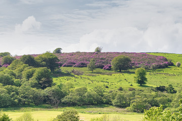 Purple Gorse Bushes Hillside Above the Town of Largs in Scotland