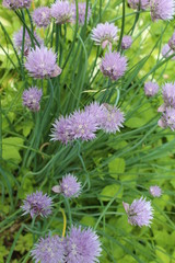  lush flowering ornamental onions