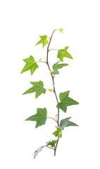 ivy leaves isolated on a white background