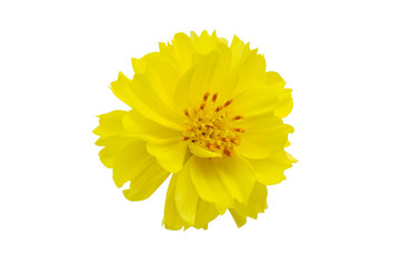 Yellow flower, Cosmos flower isolated on a white background. File contains with clipping path.