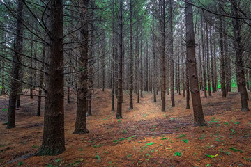 Obraz premium sunlight filters through the trees and warms the undergrowth