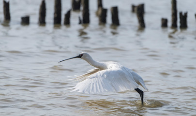 Black-faced Spoonbill in waterland in shenzhen china