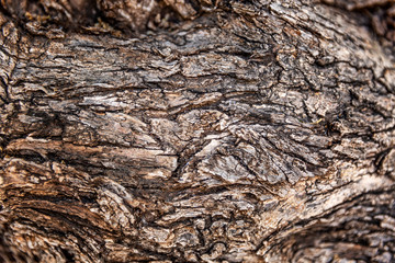 Texture of the trunk of an old tree, closeup. Space for text. Background.