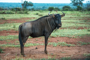 Fototapeta premium Blue wildebeest in Kruger National Park, South Africa