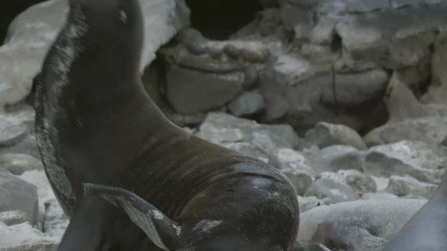 Sea lions on a rookery. Sound, summer, day, natural light. 4K/ 10bit/ ProRes 422HQ/ BT.2020