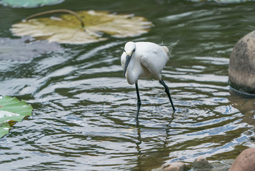 Snowy Egret Wading in shallow edge of lake looking for fish