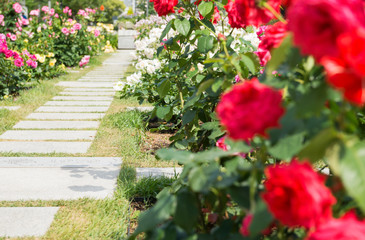 中之島のバラ園