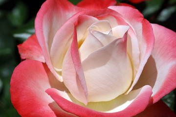 Fototapeta premium Rosenblüte