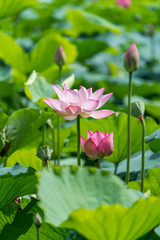 beautiful pink lotus flower plants