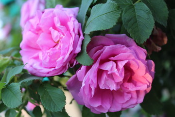  duet of pink peonies