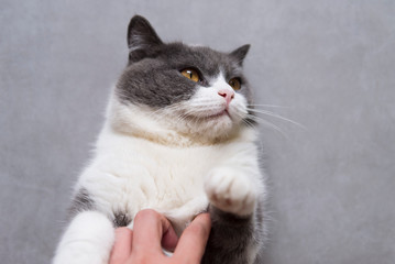 Cute british shorthair lying on the floor