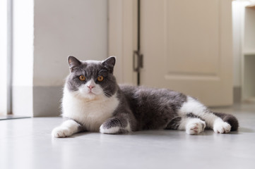 Cute british shorthair squatting on the floor