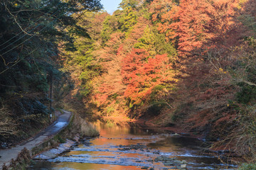 秋の養老渓谷の共栄橋からみた中瀬遊歩道の風景