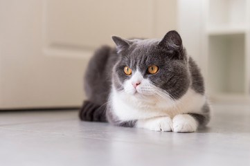 Naklejka premium Cute british shorthair squatting on the floor