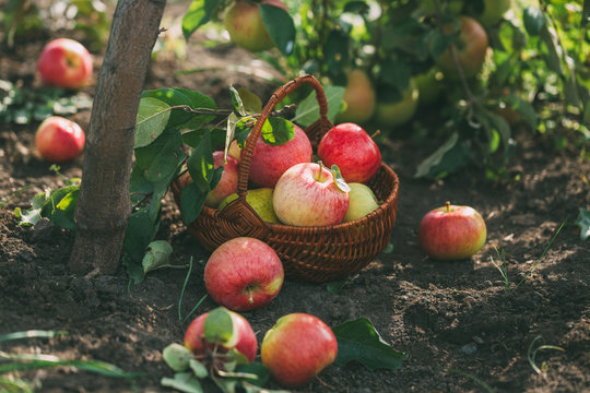 Organic apples and pears in basket on a wooden table, outdoors.